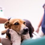 riesgo durante la lactancia