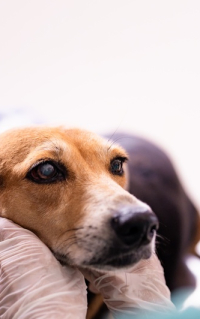 riesgo durante la lactancia