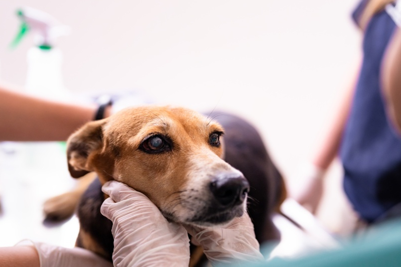 riesgo durante la lactancia